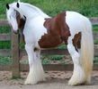 Gypsy Vanner