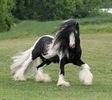 Gypsy Vanner