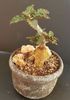 Euphorbia suzannae-marnierae - achizitionata