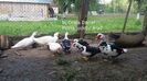 Ratele mute... (11.05.2017)