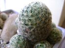 Mammillaria shiedeana ssp. giselae, fructe