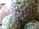 Mammillaria shiedeana ssp. giselae