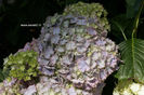 Hydrangea-macrophylla-Frillibeth