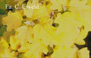Hydrangea-quercifolia-Little-Honey