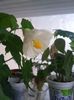 Abutilon alb(10-01-2018)\