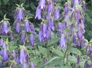 Campanula Sarastro