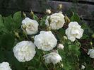 Noname rambler alb