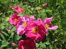 Rosa gallica officinalis
