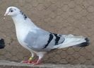 Mascul 19 VANDUT