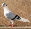 Mascul 26 VANDUT