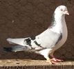Mascul 34 VANDUT