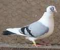 Mascul 36 VANDUT