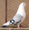 Mascul 57  VANDUT