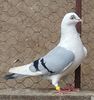 Mascul 62 VANDUT