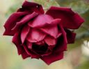 Trandafir rosu din seminte