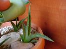 Agave attenuata & 3 agave din seminte