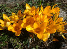 Crocus aureus  Sm.1806.