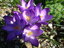 Crocus heuffelianus Herb.1847.