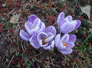 Crocus moabiticus Bornm.1912.