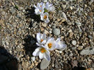 Crocus vernus subsp. albiflorus (Kit. ex Schult.) Ces.1844.