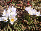 Crocus vernus subsp. albiflorus (Kit. ex Schult.) Ces.1844.