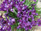Iris pumila L. 1753..