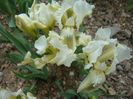 Iris pumila L. 1753.