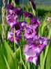 2014_gladiole_10