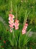 2014_gladiole_14