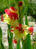 2014_gladiole_20