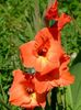 2014_gladiole_22