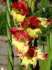 2014_gladiole_24