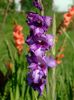 2014_gladiole_25