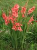 2014_gladiole_33
