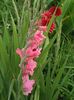 2014_gladiole_40