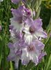 2014_gladiole_42