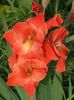 2014_gladiole_46