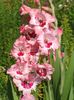 2014_gladiole_47