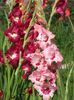 2014_gladiole_48
