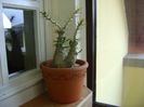 Pachypodium saundersii