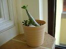 Adenium arabicum "Black Pearl"