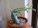 Ibervillea lindheimeri