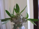 Pachyipodium brevicaule (altoit pe Pachypodium lamerei)
