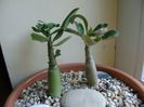 Adenium obesum “YellowSoon” & Adenium obesum “Star Of Black Night”