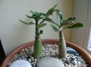 Adenium obesum “YellowSoon” & Adenium obesum “Star Of Black Night”
