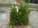 Zephyranthes candida (Lindl.) Herb.1826