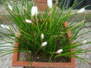 Zephyranthes candida (Lindl.) Herb.1826