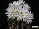 Gymnocalycium friedrichii LB 2178 Agua Dulce