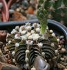 Gymnocalycium friedrichii LB 2178 Agua Dulce