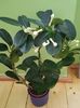 Stephanotis floribunda sau iasomia de Madagascar